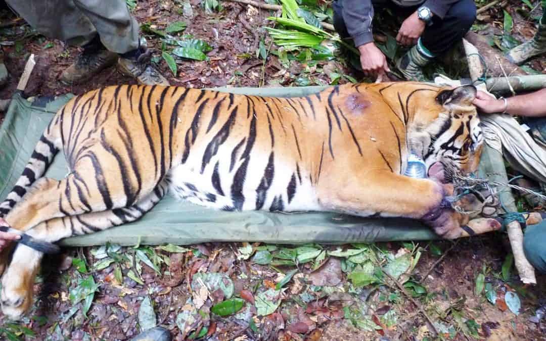 Der Tiger – zerlegt in seine Einzelteile