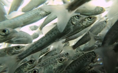 Neue Studie: Schwallbetrieb der Wasserkraft verstößt gegen Tierschutzgesetz