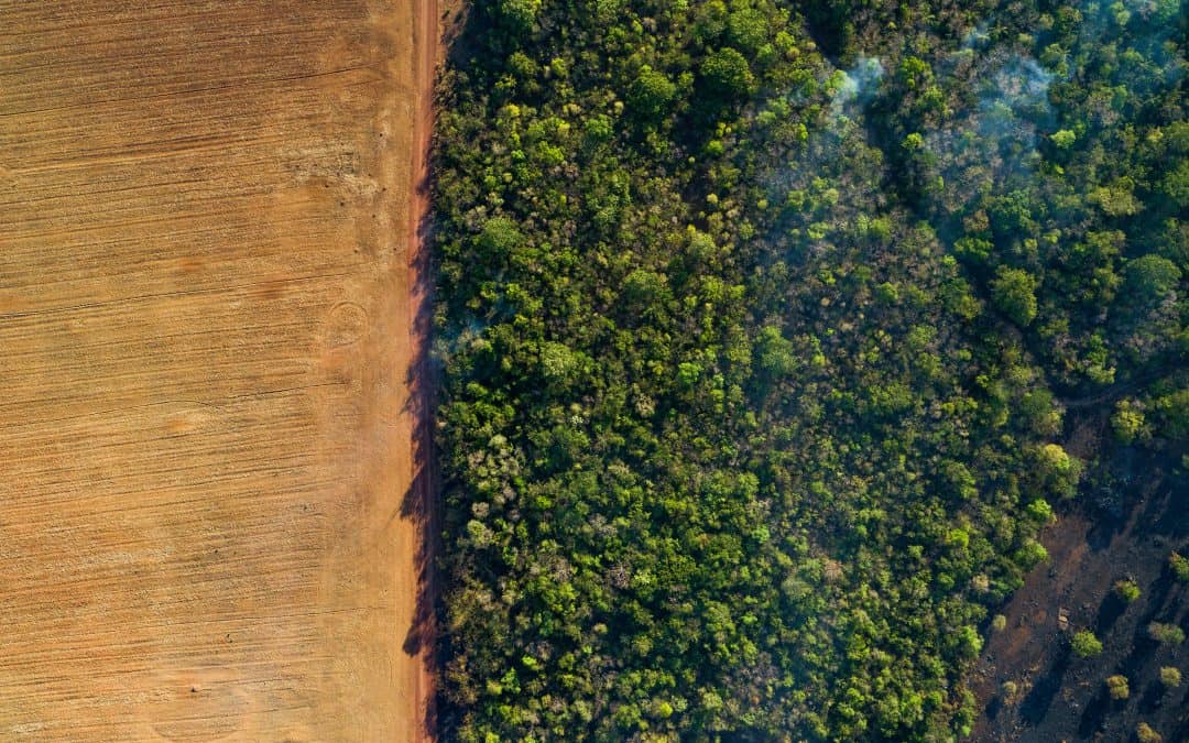 WWF: EU-Lieferkettengesetz gegen Entwaldung muss verschärft werden