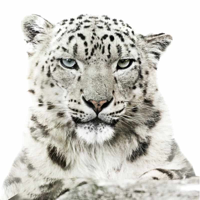 Der Schneeleopard ist bedroht! - WWF Österreich