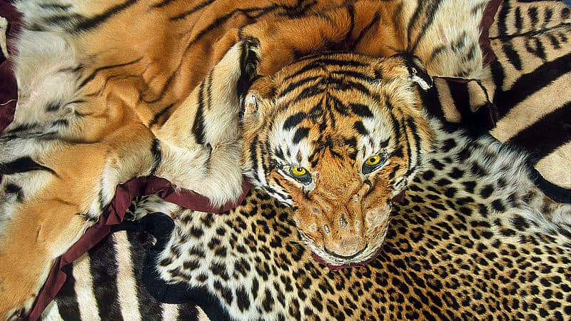 Souvenir Tigerfell © Edward Parker / WWF Souvenir Tigerfell © Edward Parker / WWF