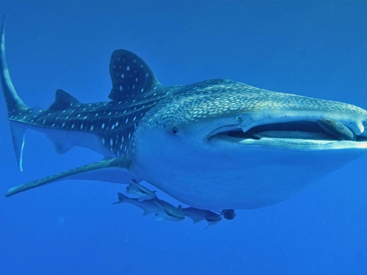 Der Walhai Der größte Fisch der Welt WWF Österreich