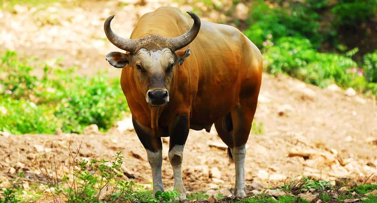 Banteng