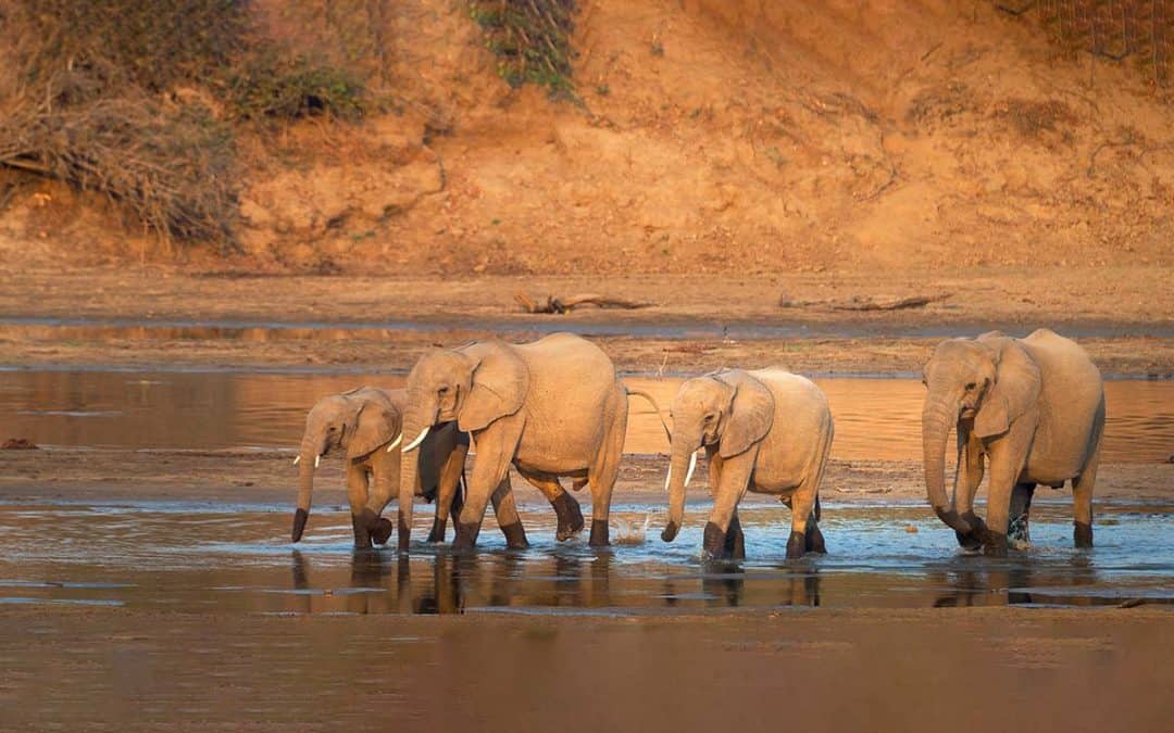 Elefanten ohne Elfenbein