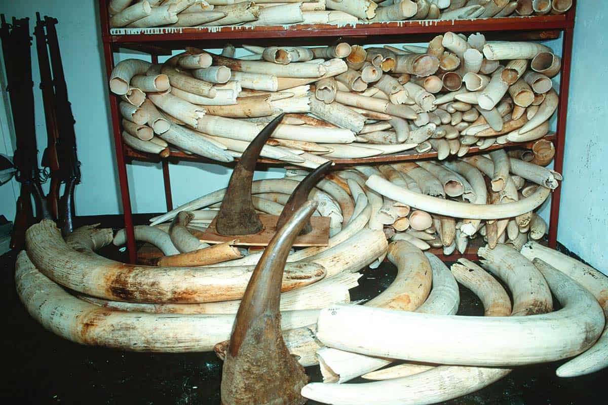 Elfenbein (c)Martin Harvey_WWF Elfenbein