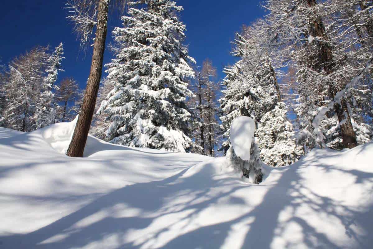 Exkursion Schneesafari Waldkarpaten