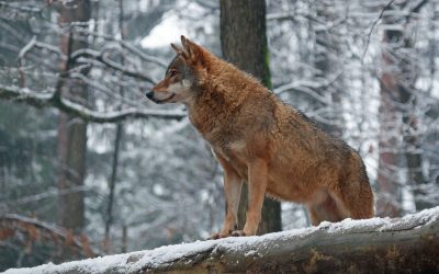 WWF: Kärntner Wolfs-Abschussverordnung ist mehrfach rechtswidrig