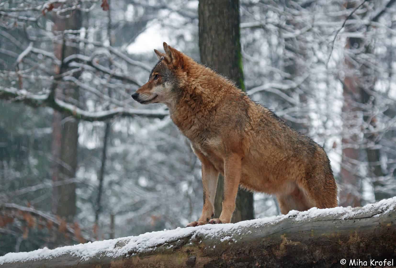 Wolf / Canis lupus © Miha Krofel