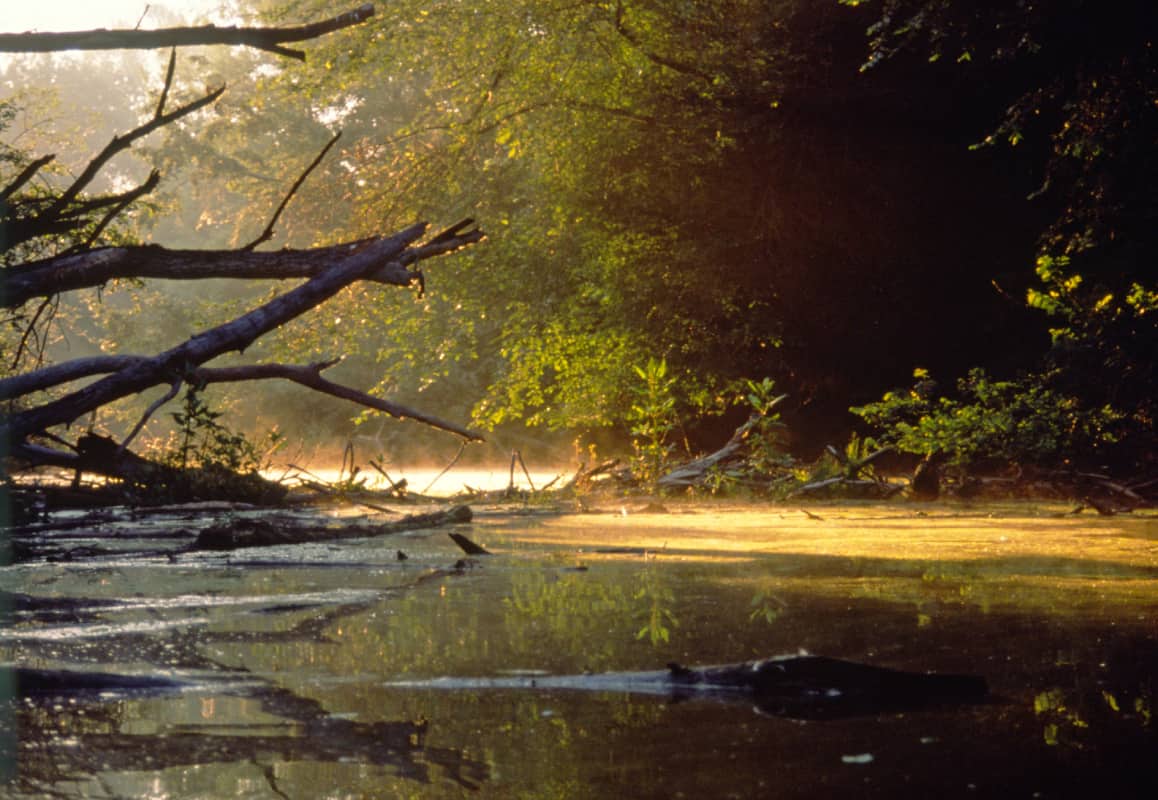 Morgenstimmung im Nationalpark Donau-Auen