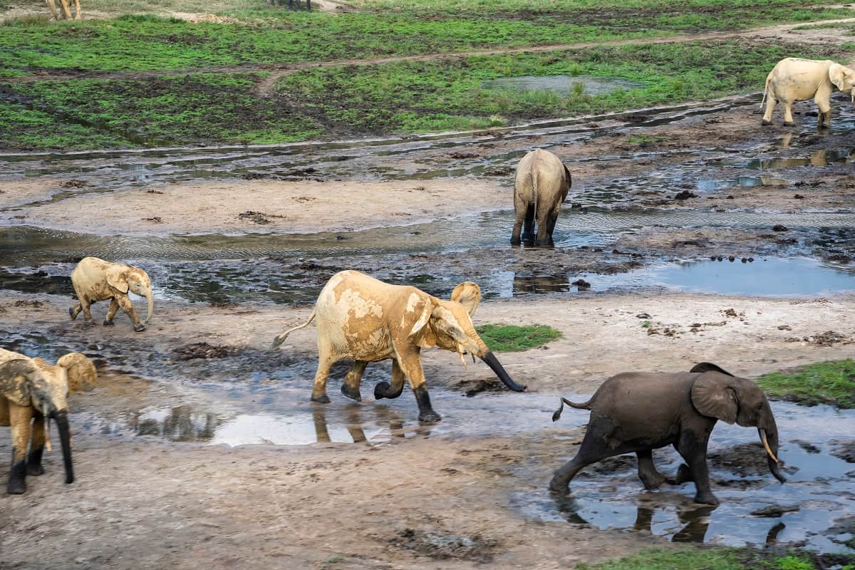 Afrikanischer Waldelefant (c) Andy Isaacson WWF-US
