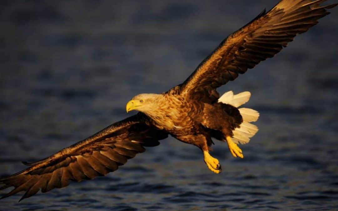 20 Jahre WWF-Seeadler-Projekt