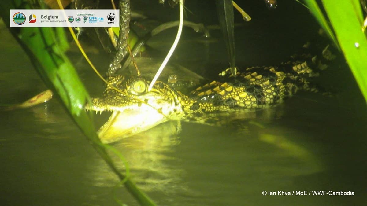 Seltener Siam-Krokodil Nachwuchs in Kambodscha (c) Srepok Wildlife Sanctuary