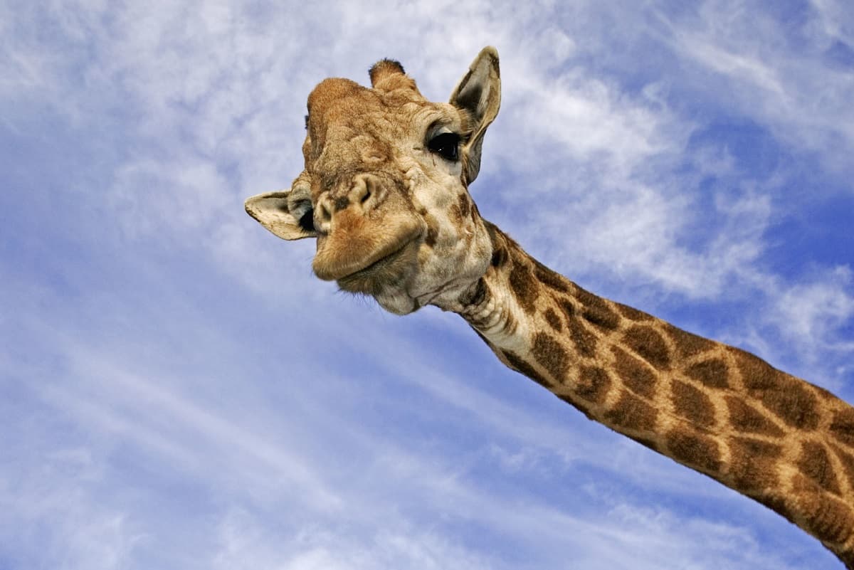 Giraffe schaut direkt in Kamera