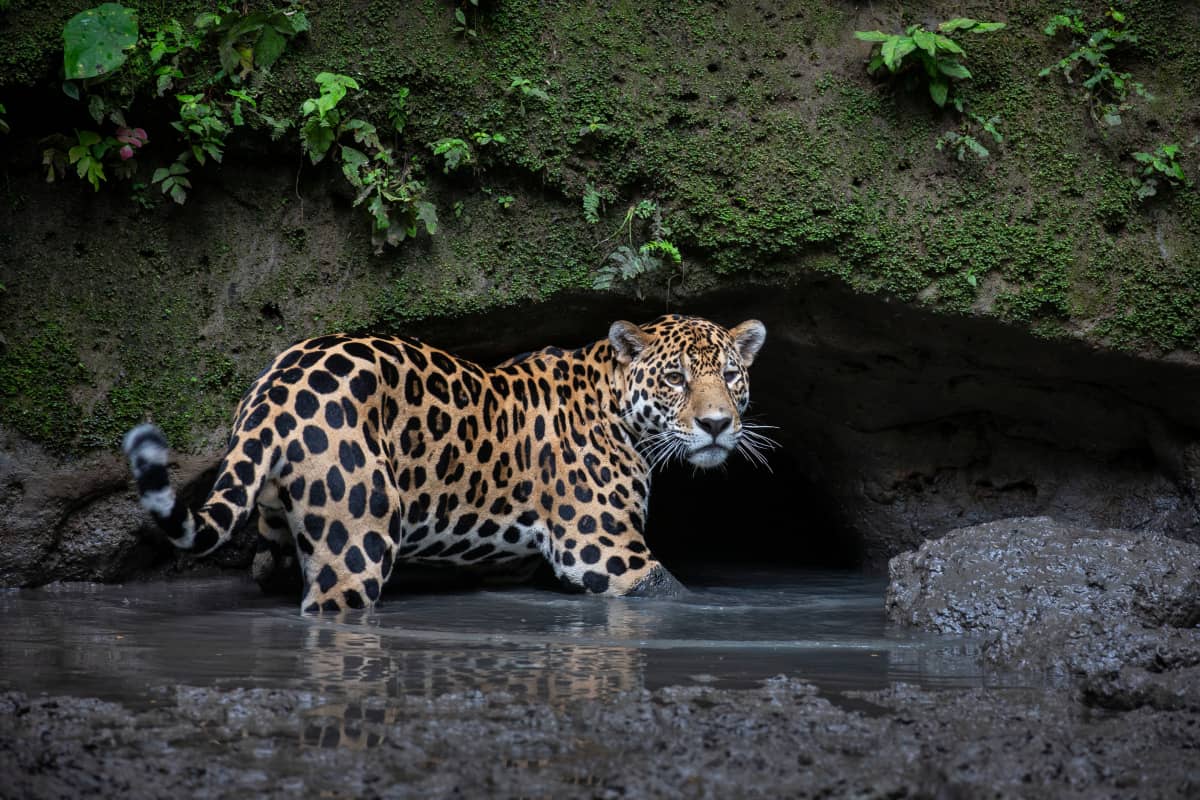 Der Jaguar ist ein guter Schwimmer! Mit seinem starken Kiefer und seinen scharfen Zähnen durchbeißt er sogar Krokodilhaut
