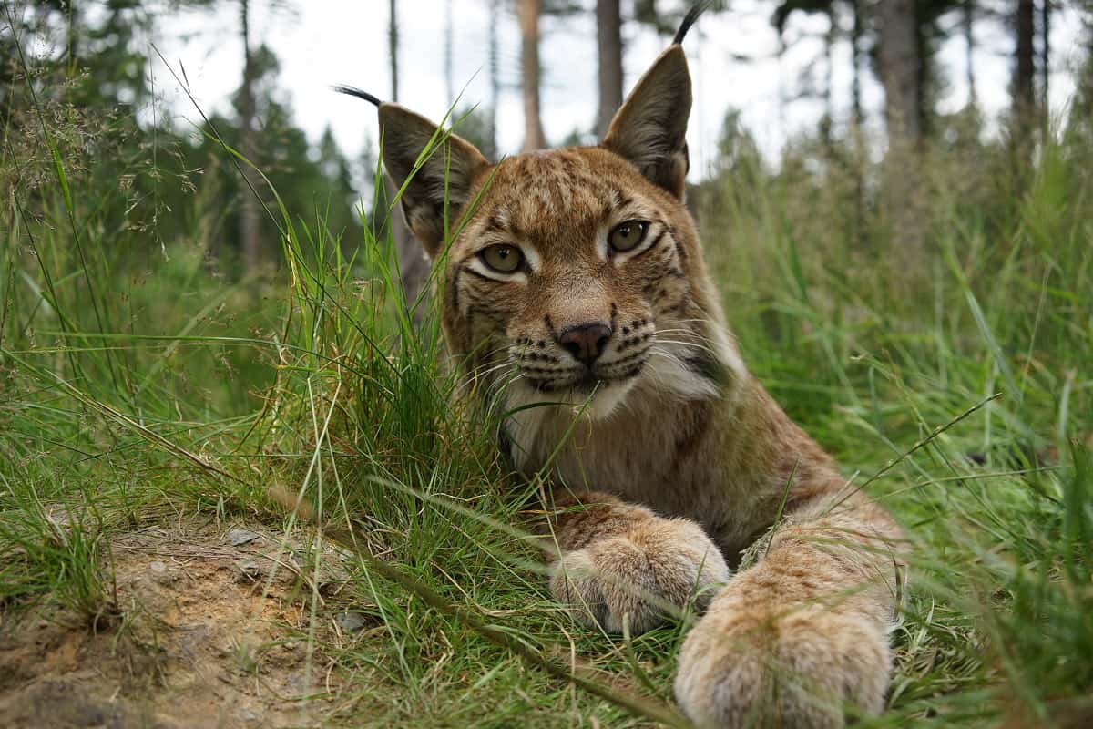 Luchs - Wildpark Waldhaus (c) Robert Günther WWF