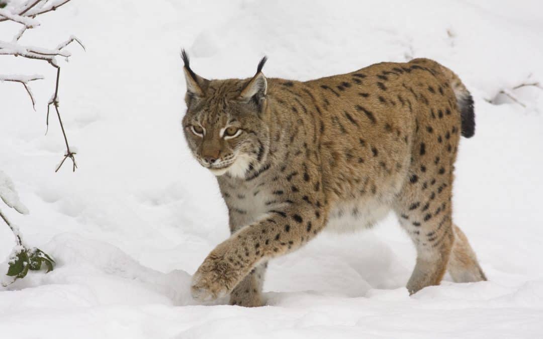 WWF warnt vor Wildtierkriminalität in Österreich