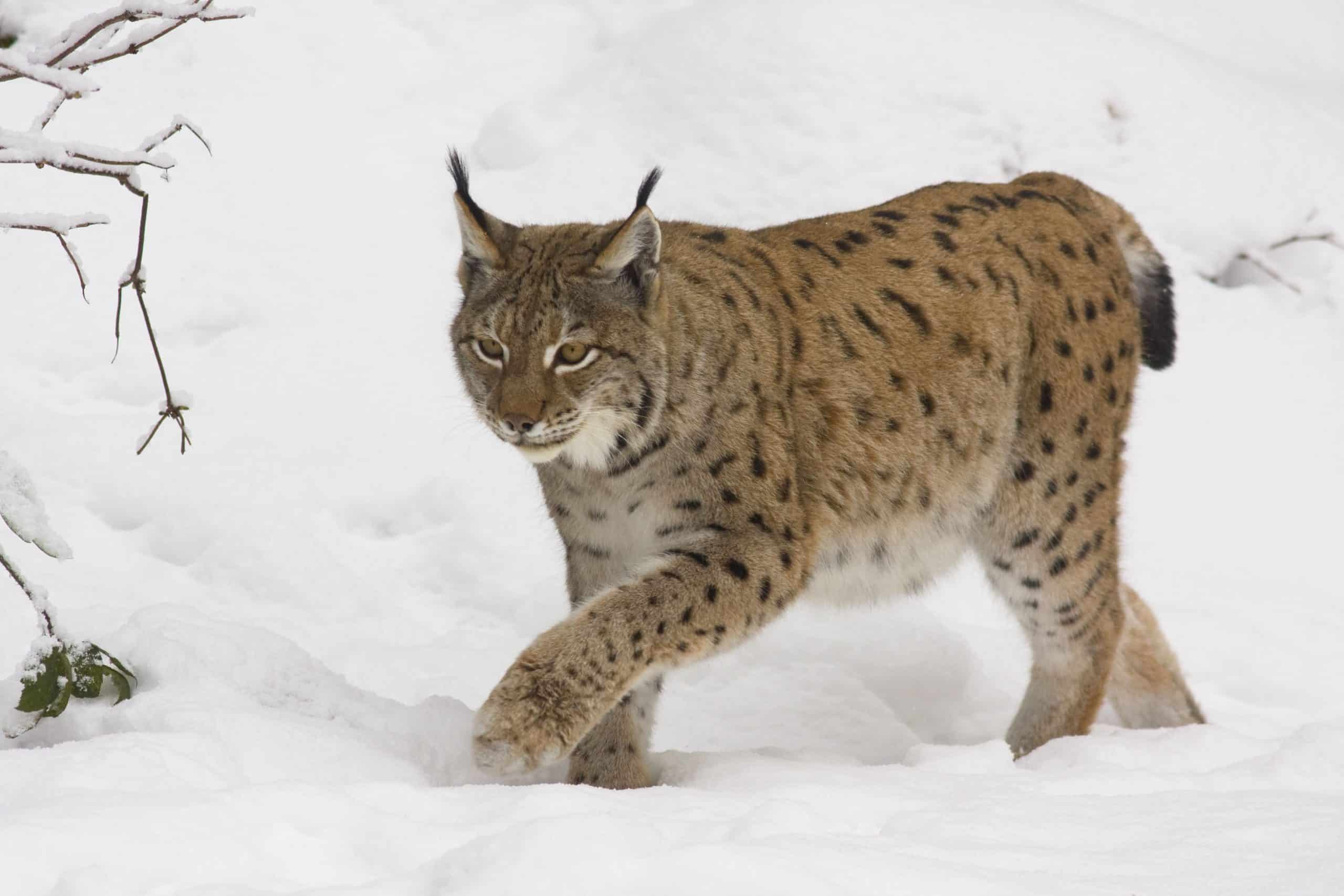 Luchs im Schnee