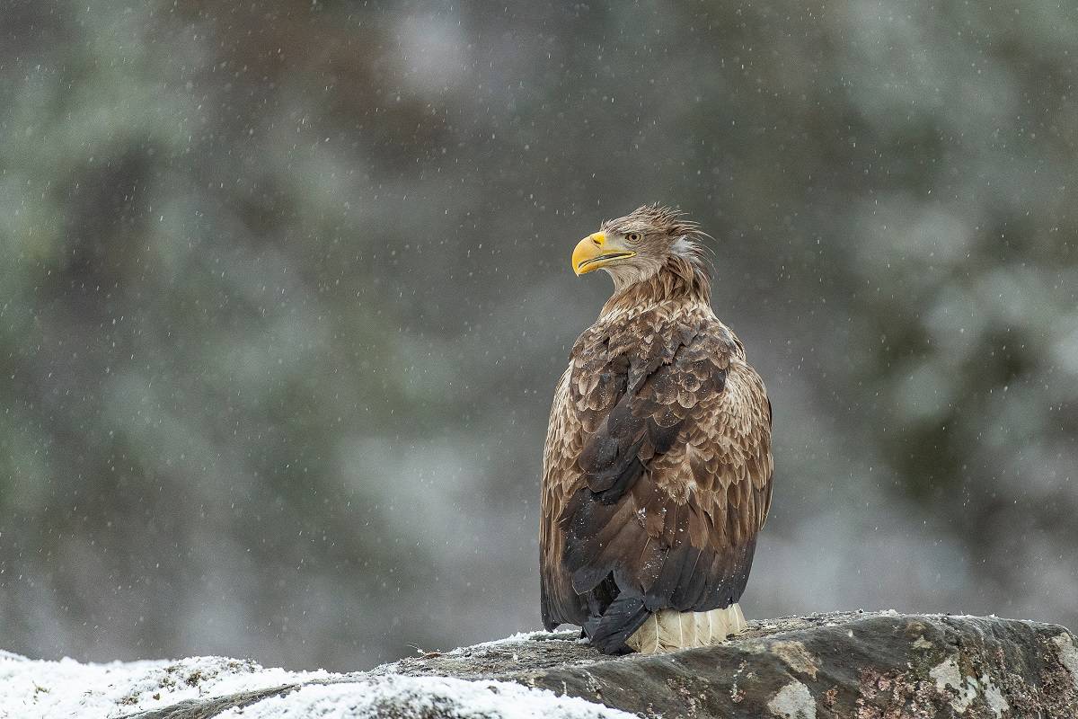 Seeadler im Winter (c) Ola Jennersten WWF Schweden Seeadler im Winter (c) Ola Jennersten WWF Schweden