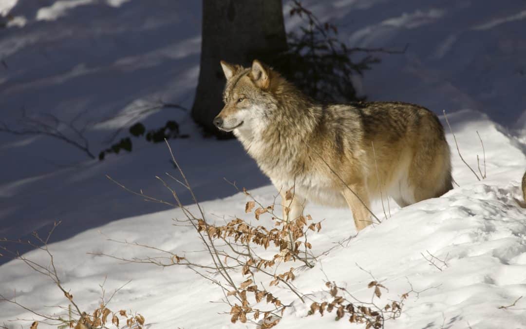 Wolf in Tirol: WWF und ÖKOBÜRO begrüßen Aufhebung des Abschussbescheids