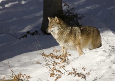 Ein Wolf im winterlichen Wald