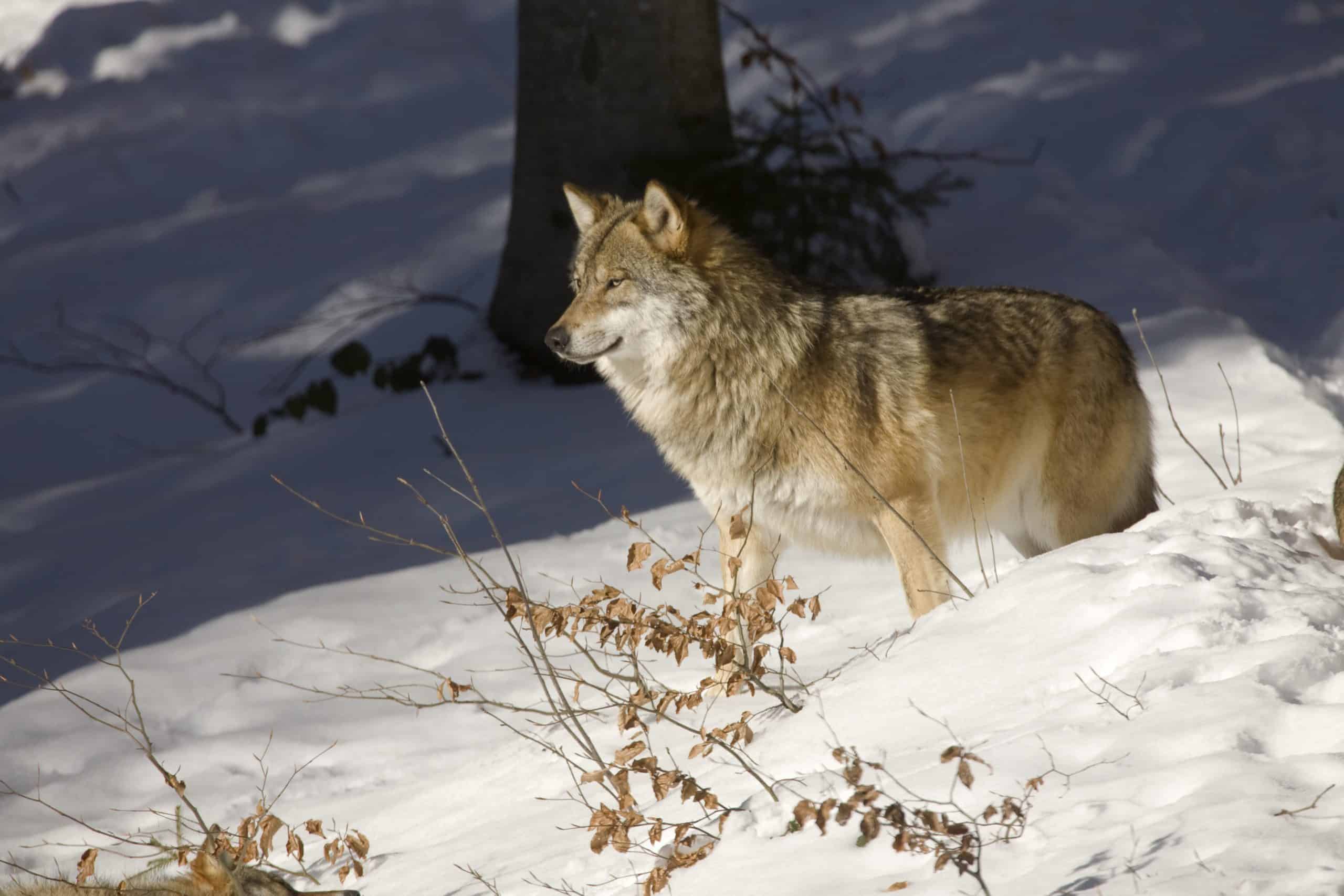 Ein Wolf im winterlichen Wald