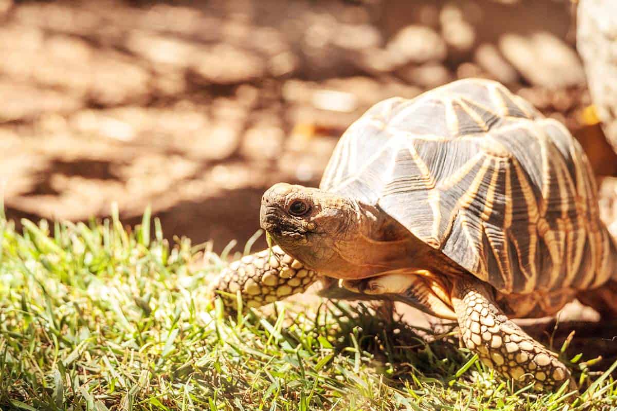 Burma Sternschildkröte