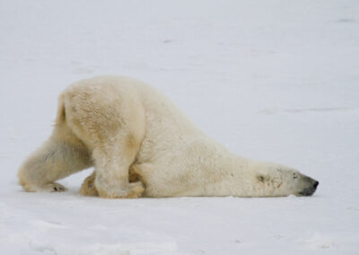Eisbär
