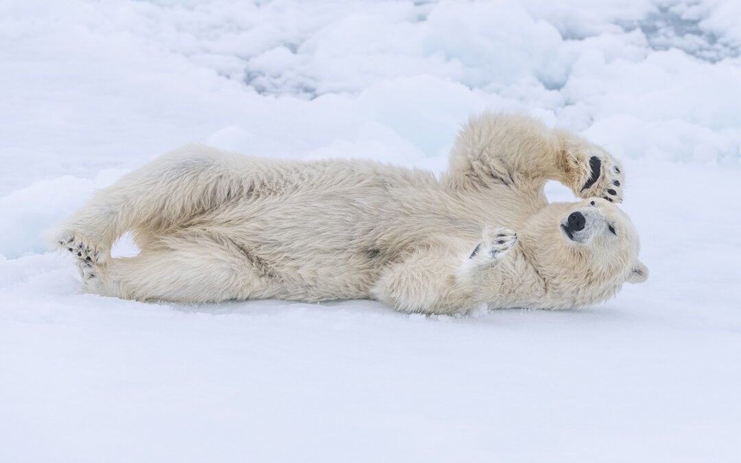 Referat: Der Eisbär