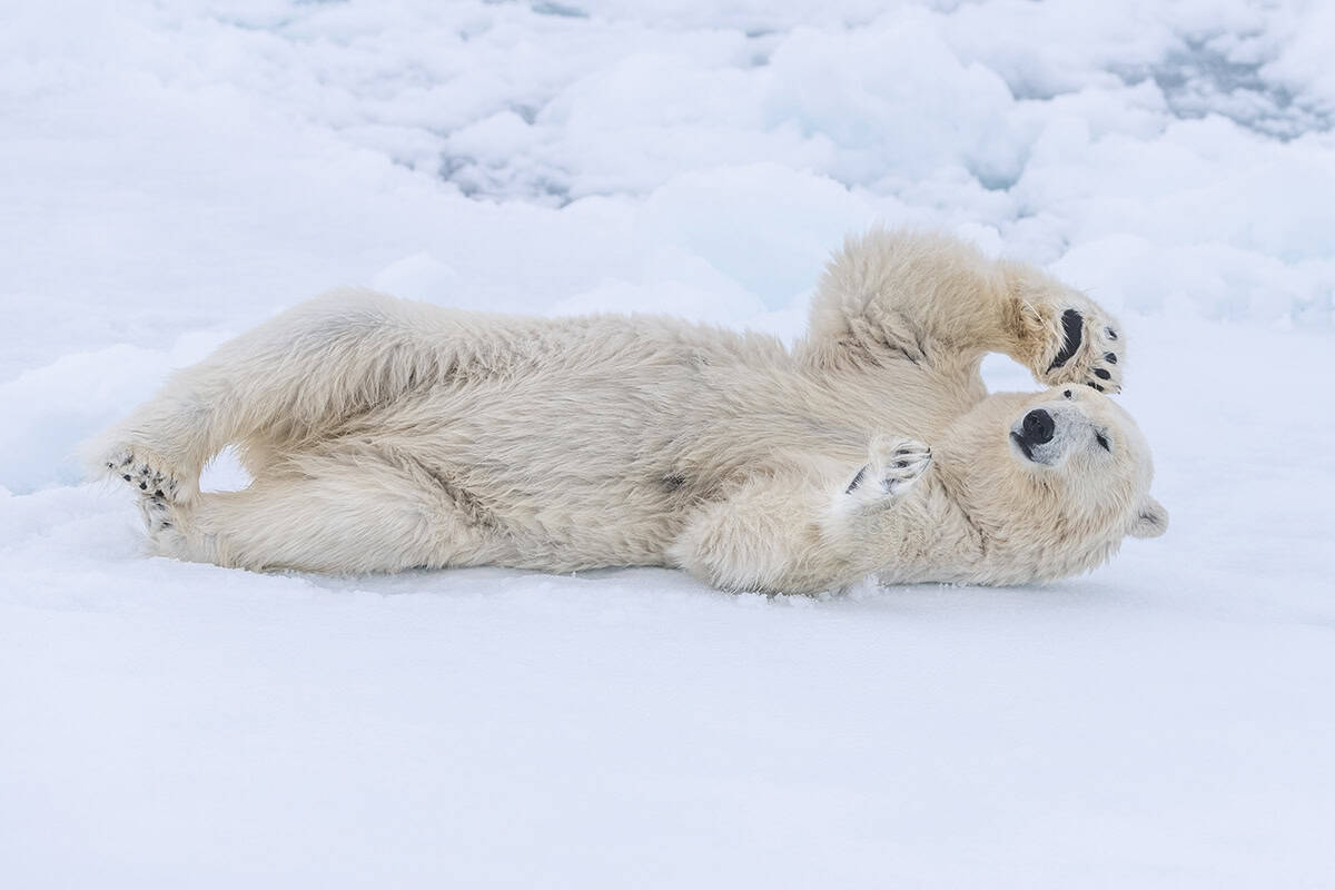 Eisbär (c) Richard Barrett / WWF-UK Eisbär