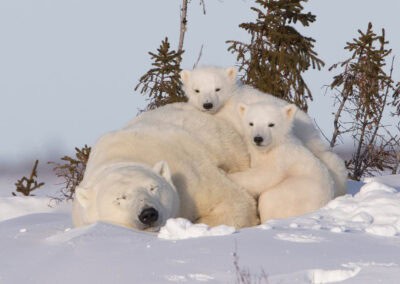 Eisbär und Jungtiere