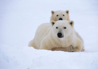 Eisbären