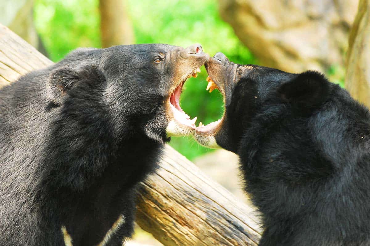 Malaienbär