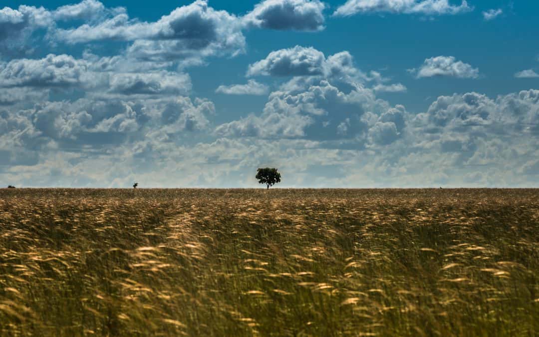 WWF-Report: Grasländer, Moore und Savannen essentiell im Kampf gegen die Klimakrise