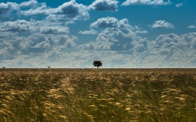 WWF-Report: Grasländer, Moore und Savannen essentiell im Kampf gegen die Klimakrise