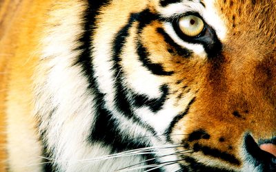 Jahr des Tigers: WWF will globalen Rettungsplan für Großkatze