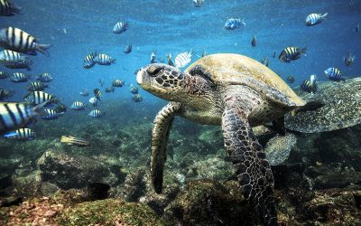 Good News: Abkommen zum Schutz der Hohen See