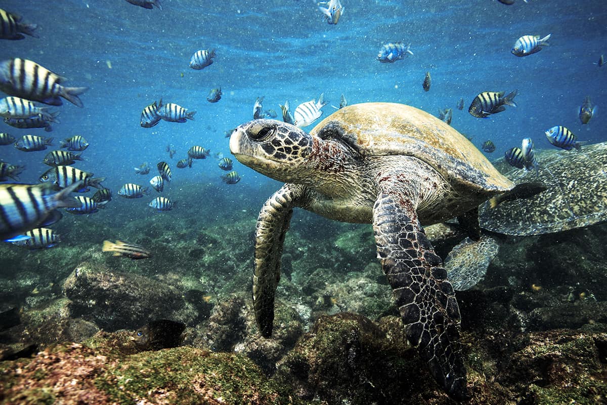 Meeresschildkröte bei Galapagos
