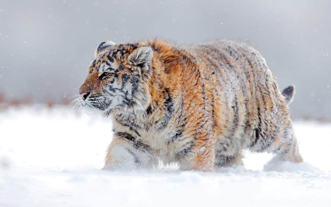 Die Rückkehr des Sibirischen Tigers