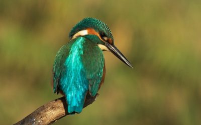 Bisher größter Uferrückbau fertiggestellt: March bekommt ein Stück Natur zurück