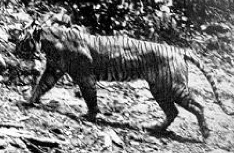 Java-Tiger