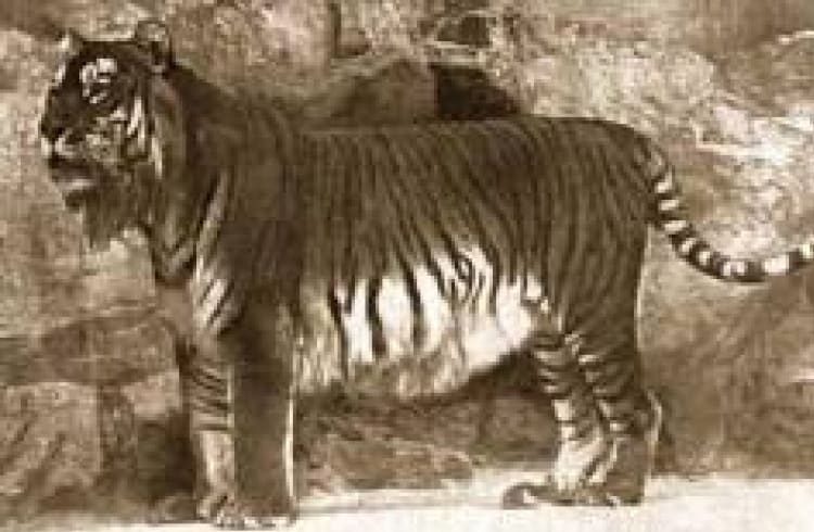 Kaspischer Tiger