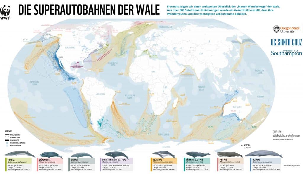 WWF Infografik: Wal Wanderrouten weltweit