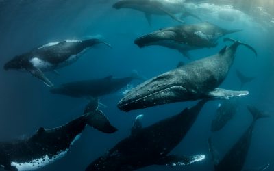 WWF-Report: Wie Wale wandern – tödliche Hindernisparcours