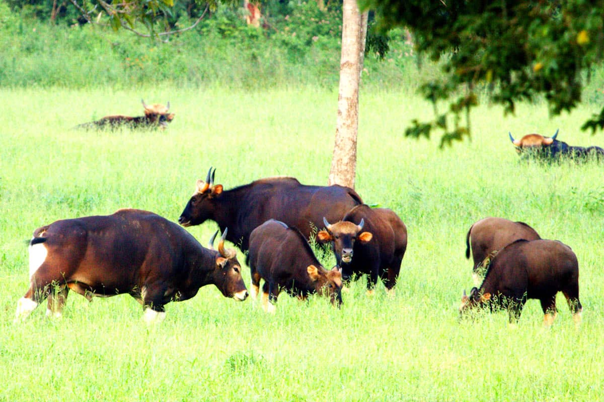 Eine Herde Gaur auf grüner Wiese im Kui Buri Nationalpark (Thailand)