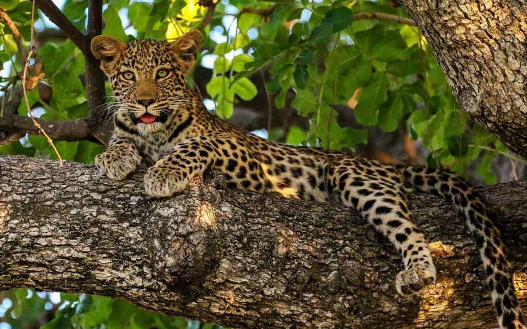 Der Indochinesische Leopard – Bald nur mehr Fell und Knochen?