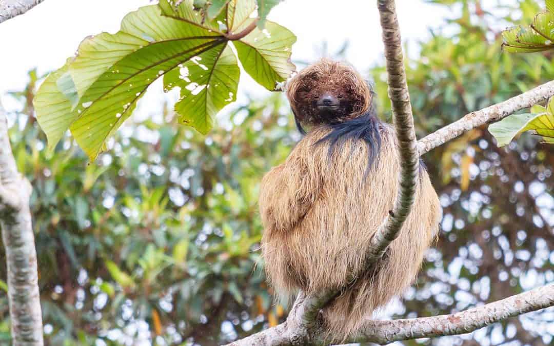 5 Arten, die von der Waldzerstörung bedroht sind