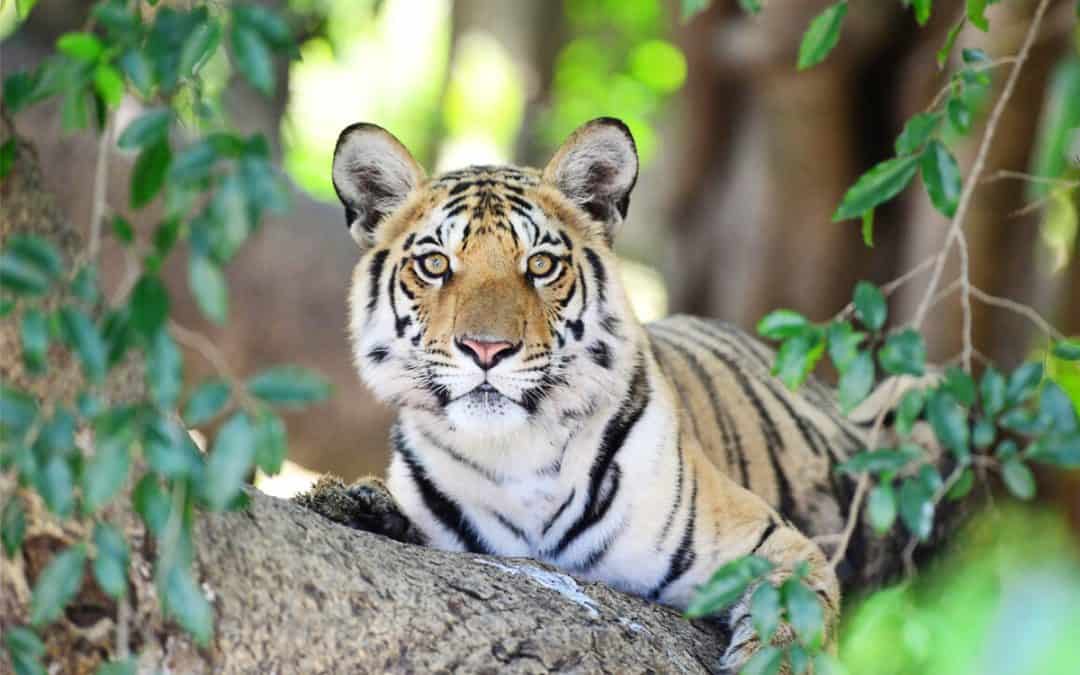 12 Strategien, die ein Comeback des Tigers ermöglichen