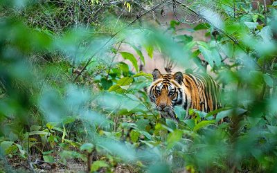 WWF-Report: Schlingfallen bedrohen Asiens Tiger und Leoparden