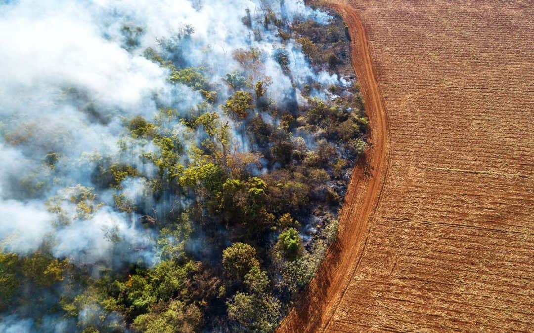 WWF-Report: Sojaproduktion für Europas Futtertröge befeuert Naturzerstörung in Südamerika