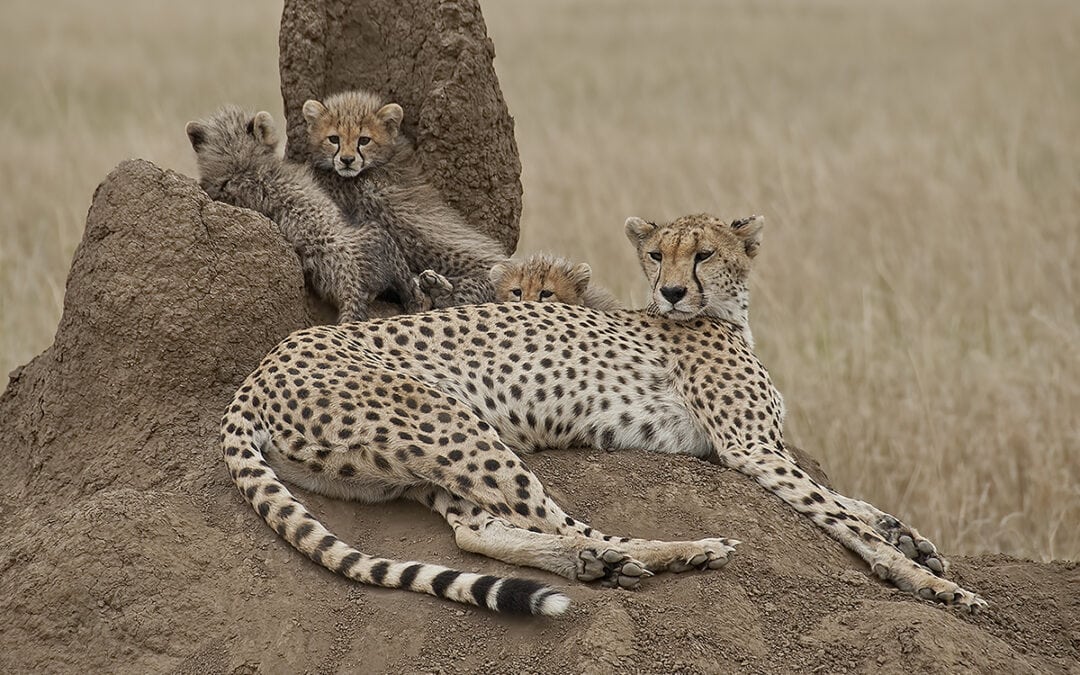 Die schnellsten Tiere der Welt